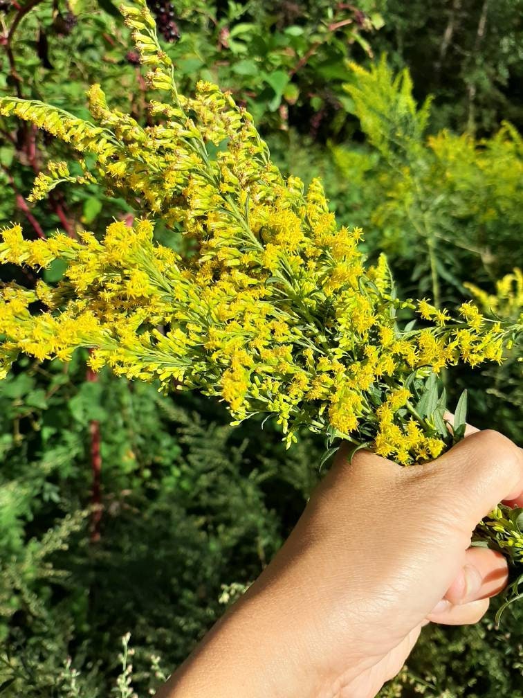 BMilk: Magnesium Arnica with Goldenrod